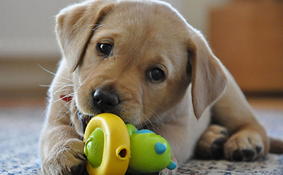 A puppy with a dog toy