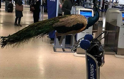 An emotional support peacock