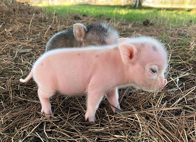 Two mini pigs