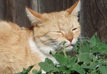 A cat sniffing catnip