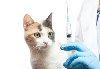 A cat stares at a vaccine syringe