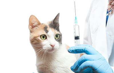 A cat stares at a vaccine syringe