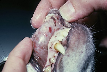 A close up of dog teeth