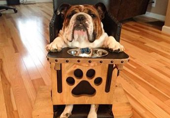 A bulldog sits in a special chair for eating