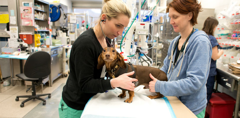Two medical professionals examine a dog who sits atop a table