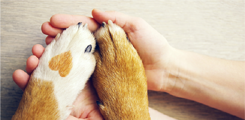 Two hands hold a dog's paws