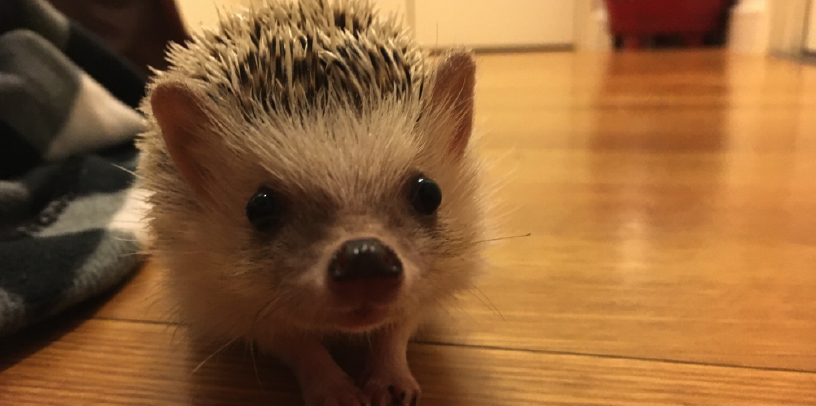 Lucy the hedgehog