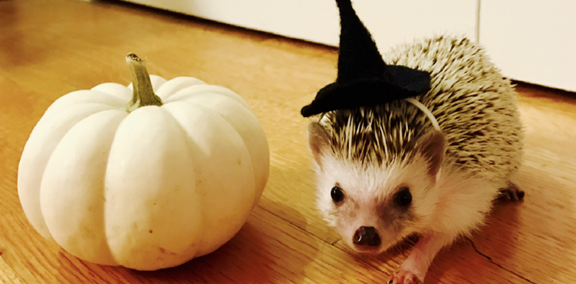 Lucy the hedgehog in a witch hat next to a pumpkin