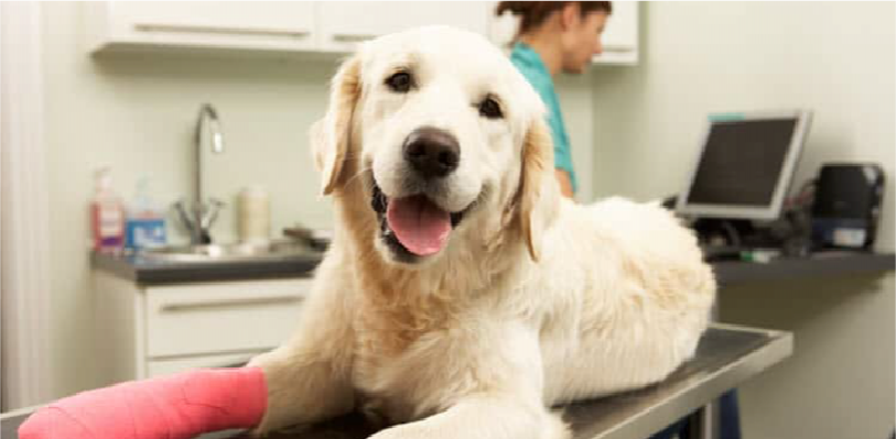 A happy dog with a bandaged leg
