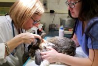 Two medical professionals closely examine a rabbit who sits on an examination table