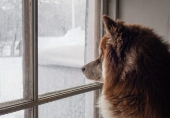 A dog looks at snow out of a window