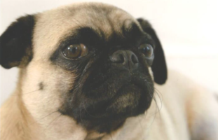 A small pug looking concerned