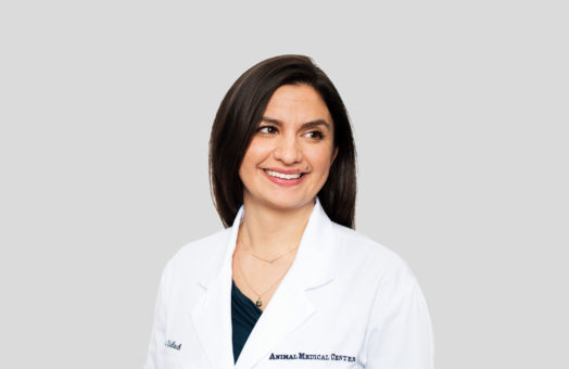 Dr. Jessica Wallach of the Animal Medical Center in New York City