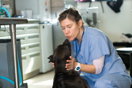 A veterinary professional is about to kiss a dog on the nose