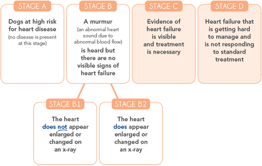 An infographic outlining the four stages of canine heart disease