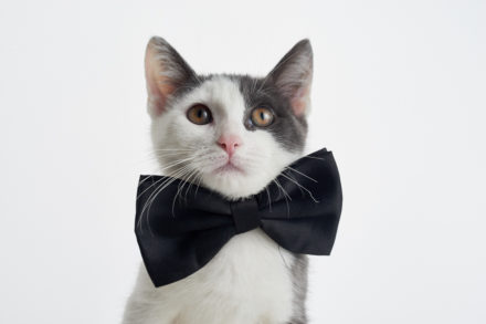 A cat wearing a bowtie