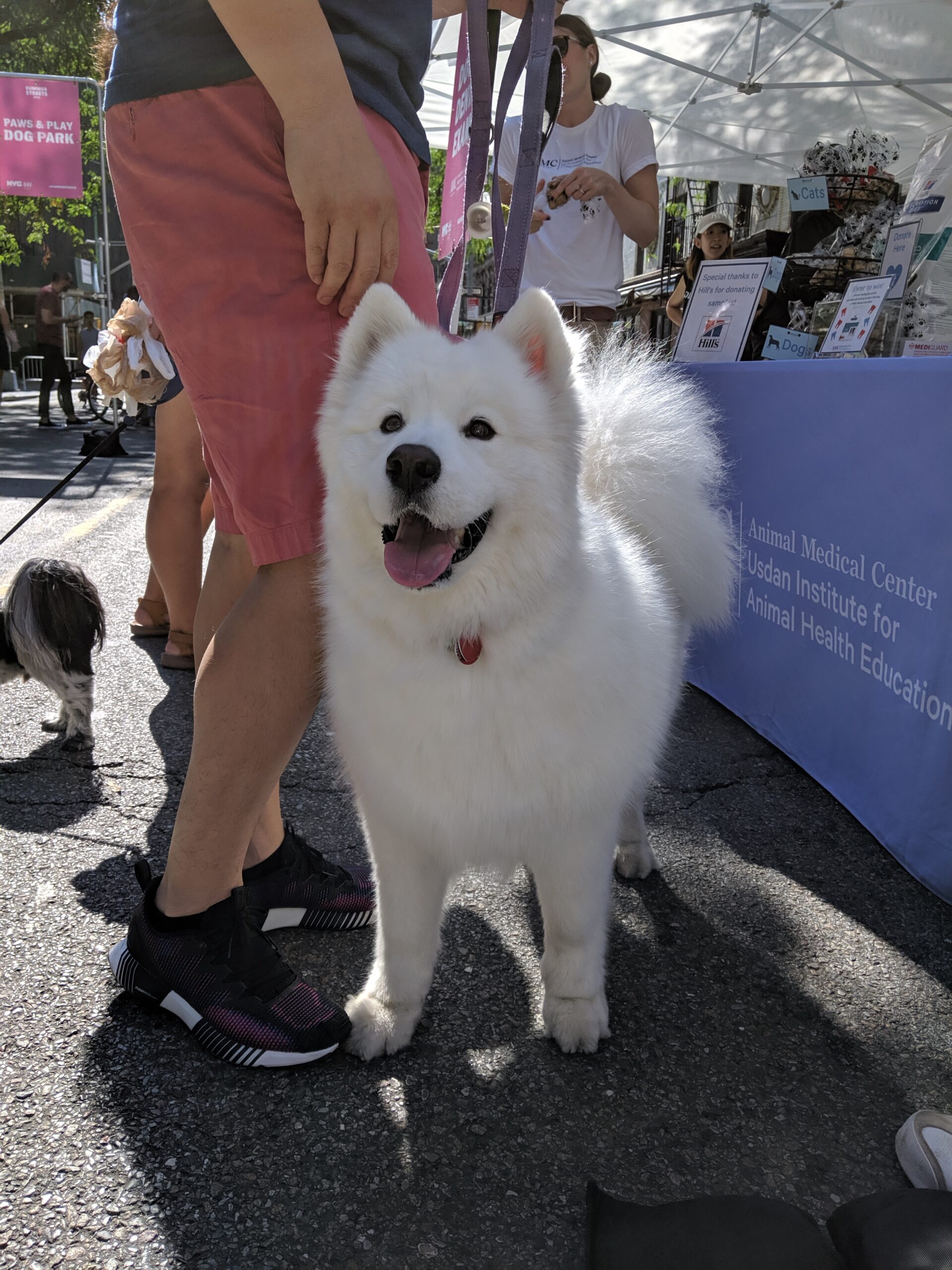 Dog standing next to AMC table at Summer Streets event