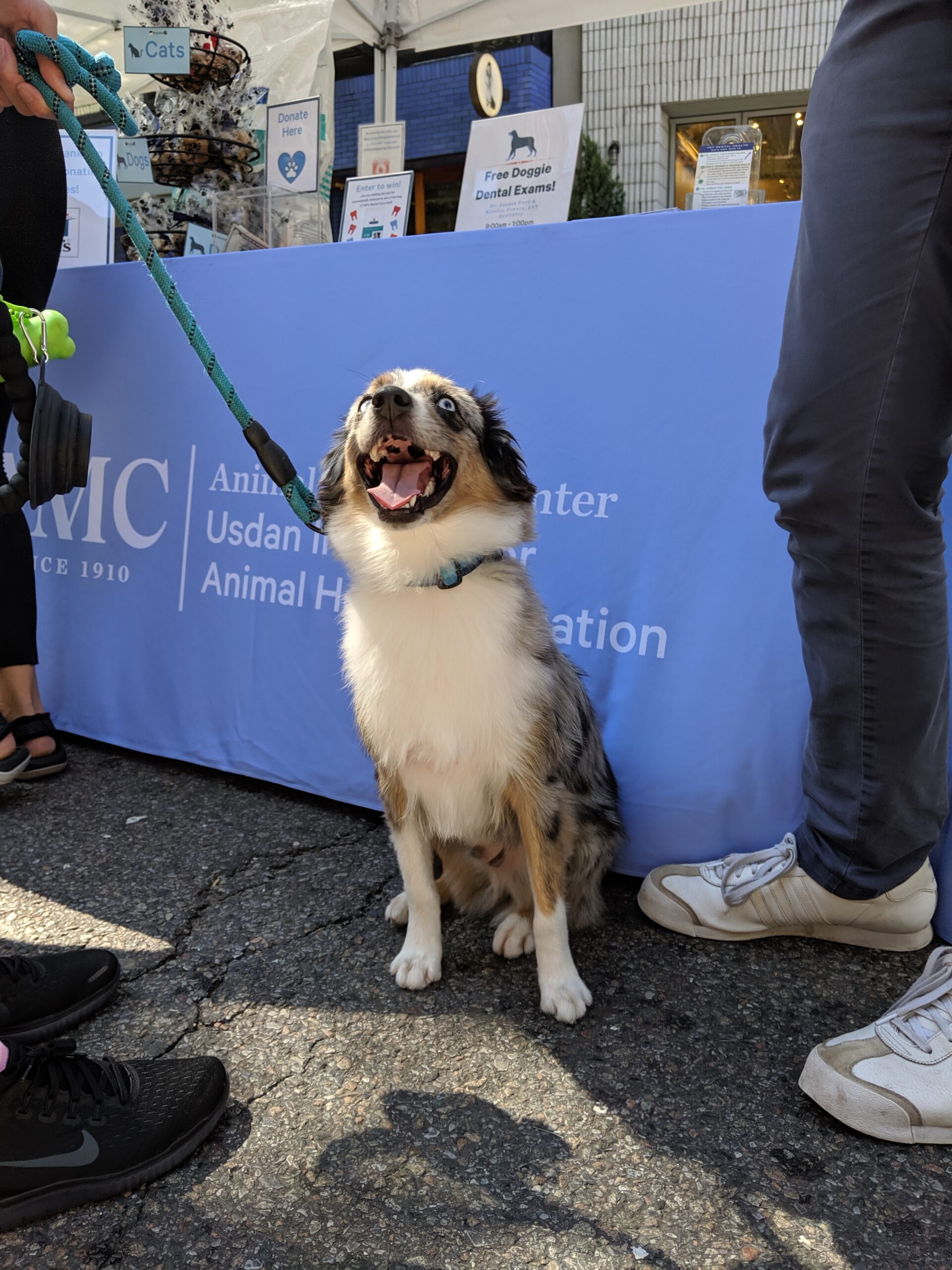 Dog sitting next to AMC table at Summer Streets event