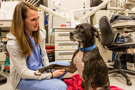 A dog reaches out its paw, which is grabbed by a smiling medical professional