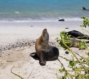 Seal in the Galapagos