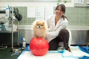 A smiling doctor crouches next to a small dog perched atop an exercise ball