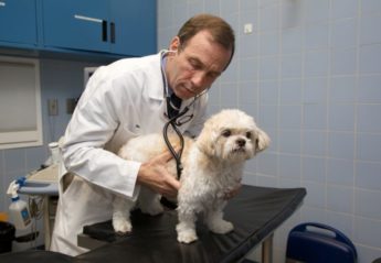 The Animal Medical Center's Dr. Phil Fox examines a small dog with a stethoscope