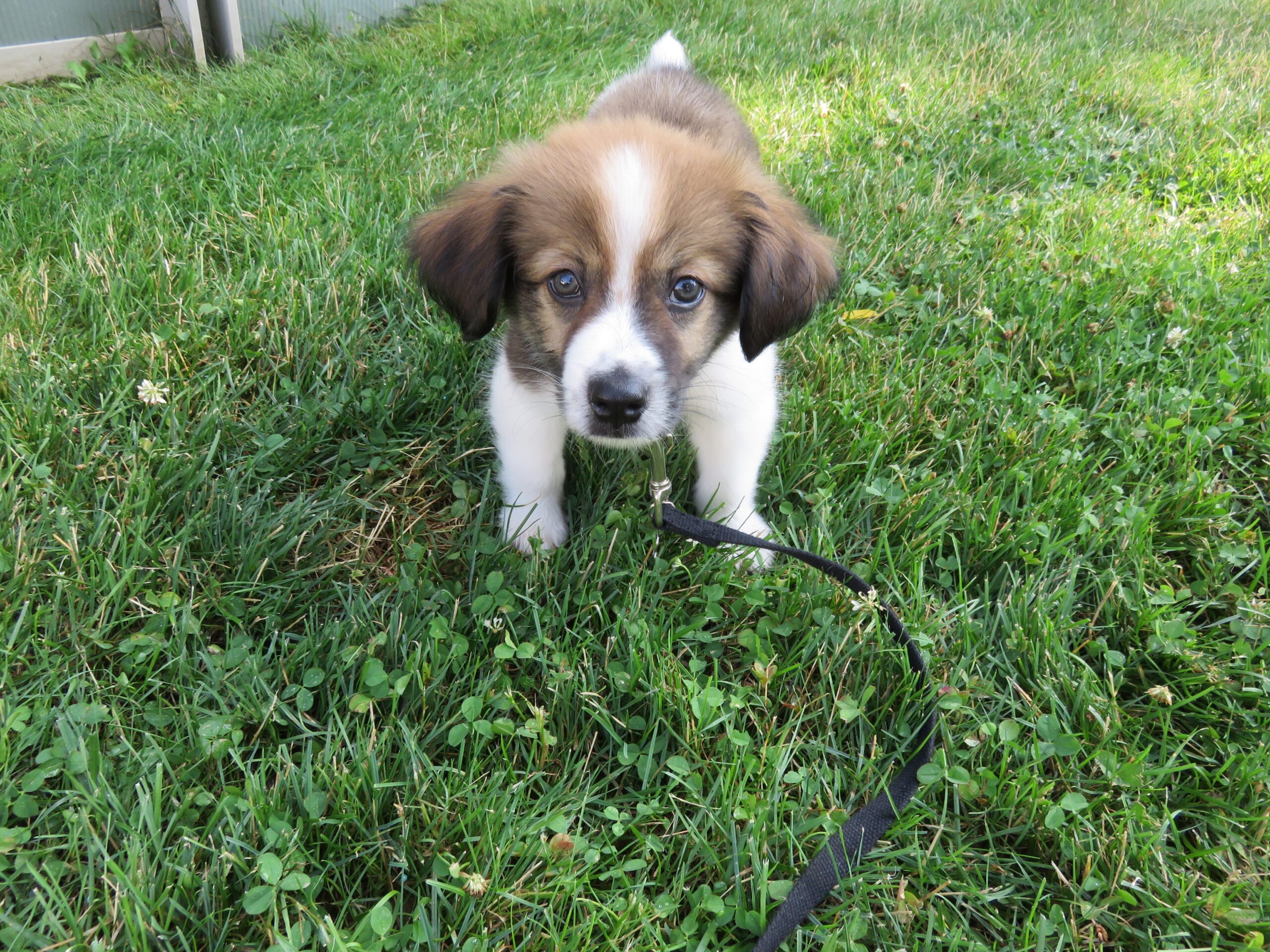 A cute brown and white puppy plays in some grass