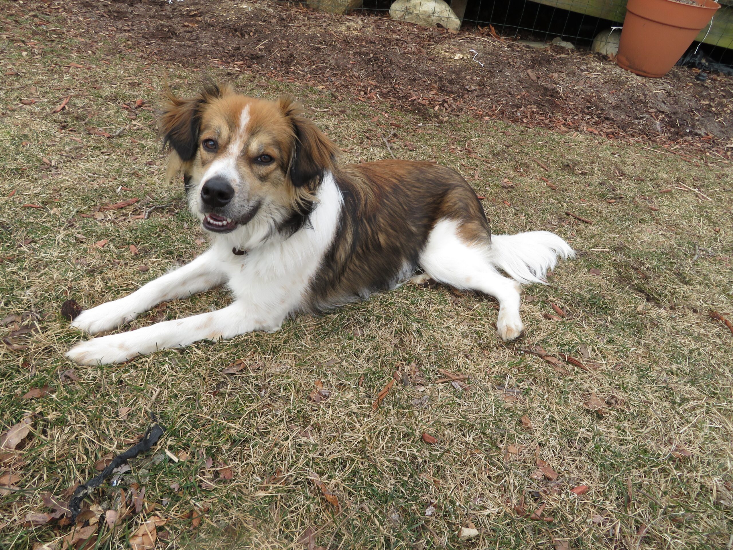 A brown and white dog lying down in a yard