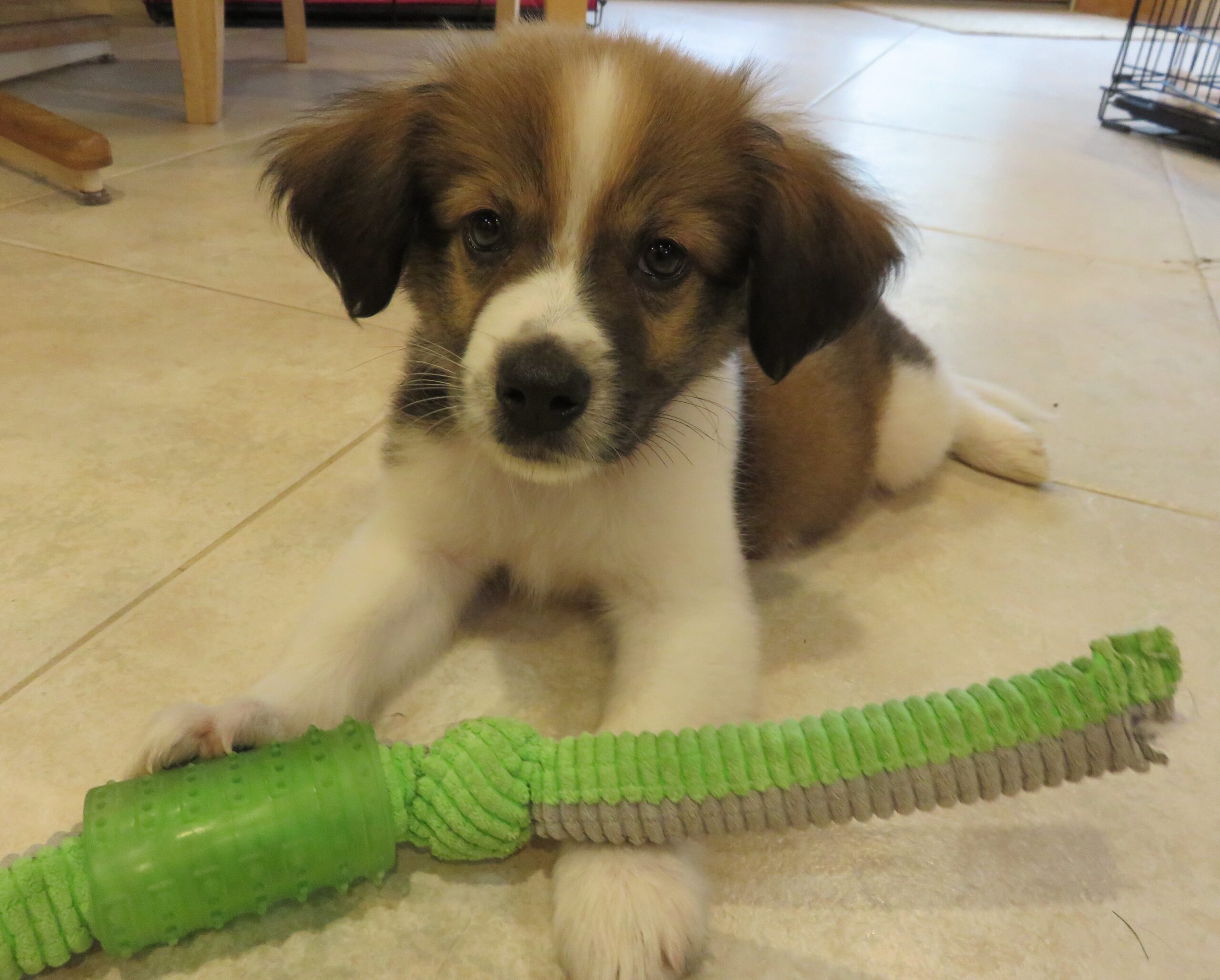 A small brown and white puppy plays with a chew toy