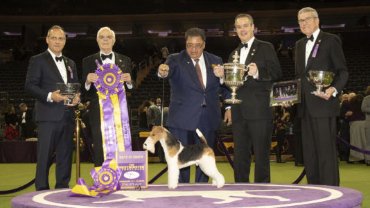 Presentation of Best-in-Show at the Westminster Dog Show