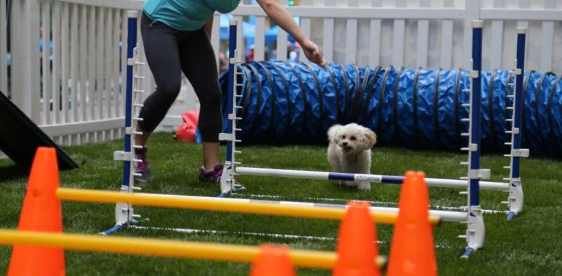 A dog playing on an obstacle course