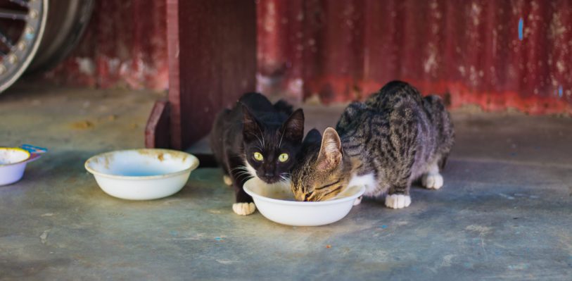 Two cats eat pet food from a bowl