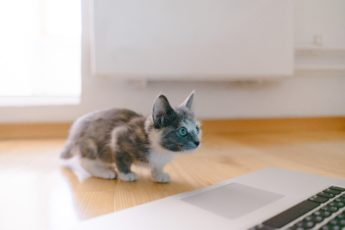 A kitten looking at a laptop computer