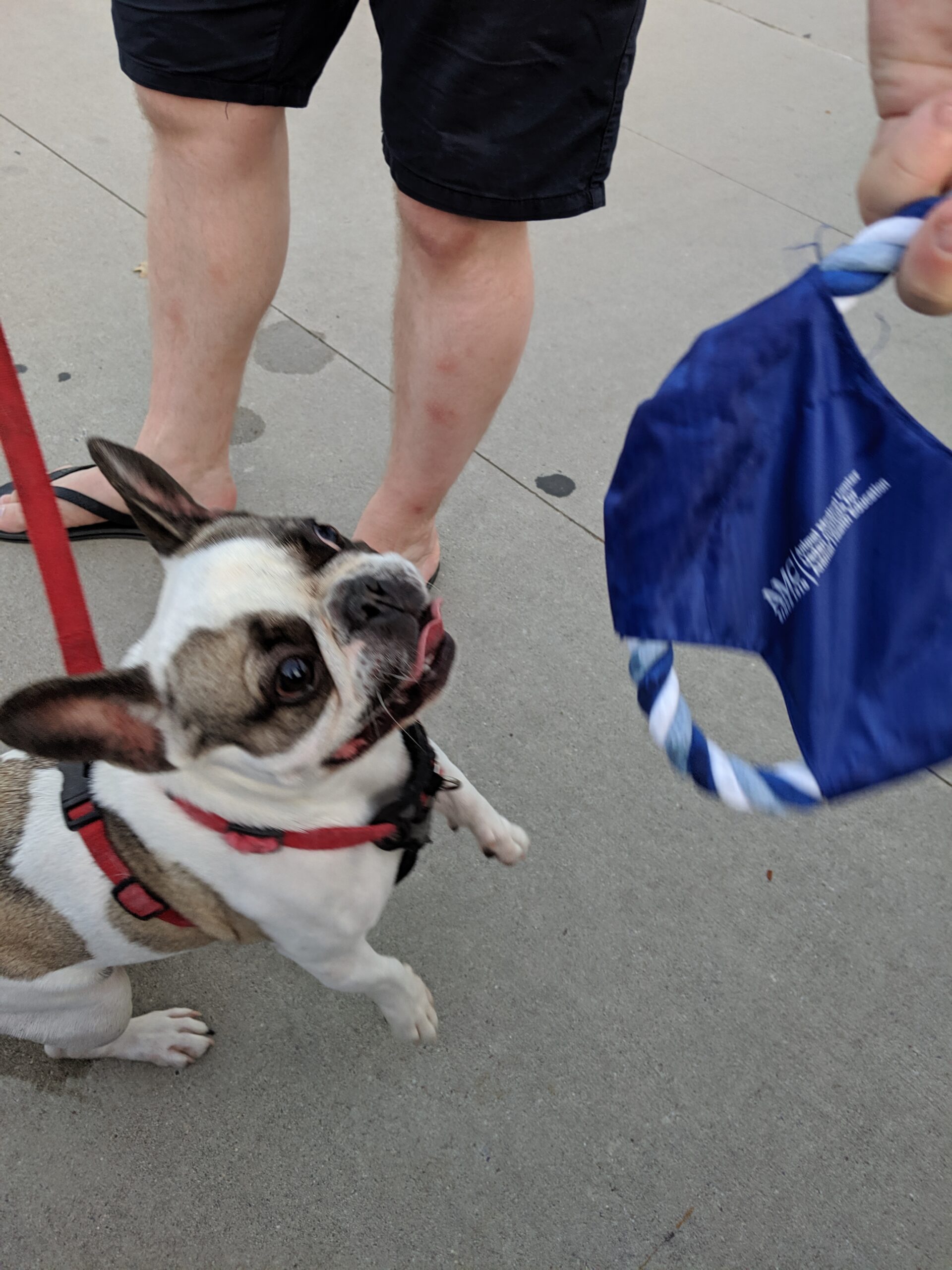 Pet owner shows dog frisbee at CinemaLIC