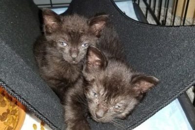 Foster kittens being raised at AMC