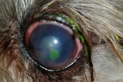 A dog's eye with a corneal ulcer stained green with fluorescein