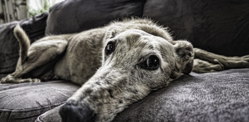 A Greyhound rests on a couch