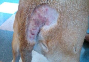 Hot spots, red, hairless lesions near dogs tail
