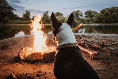 Dog Staring at a Fire