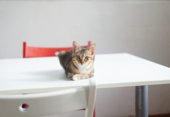 A cat sitting on a table