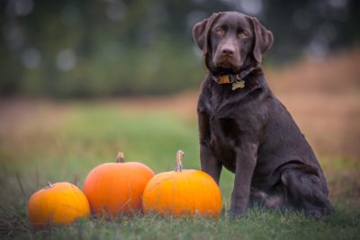 A brown lab sits in the grass next to pumpkins