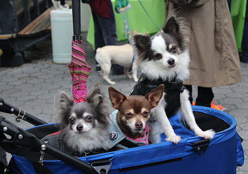 Dogs in cart at My Dog Loves Central Park Fair