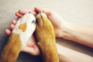 Hands hold a dog's paws