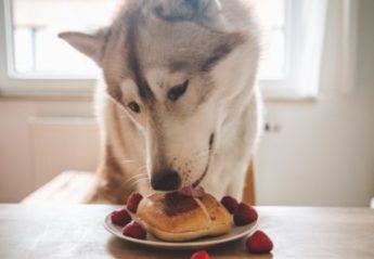 A Siberian Husky sits at a table and licks a pastry