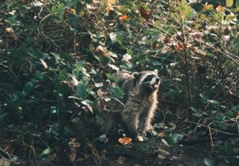 A racoon glares from some underbrush