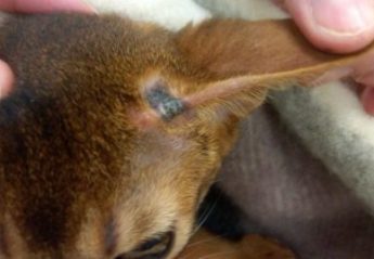 Ringworm on the ear of a cat