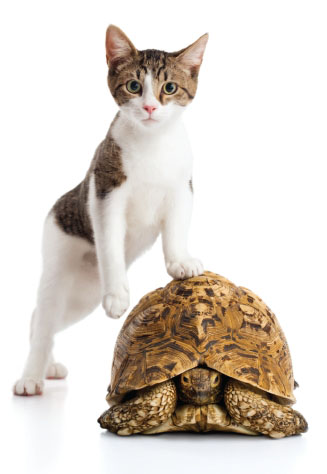 A cat and a turtle