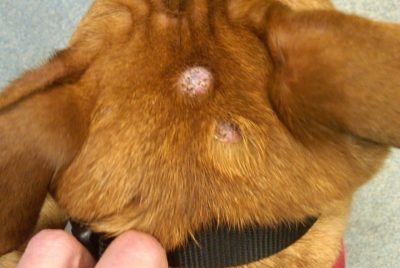 A mast cell tumor on a dog's head