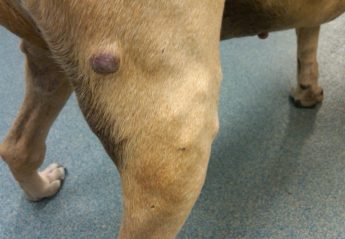 A mast cell tumor on a dog's leg