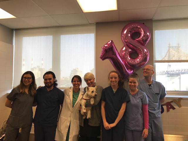 The rehab team at the Animal Medical Center celebrates Charlotte's 18th birthday